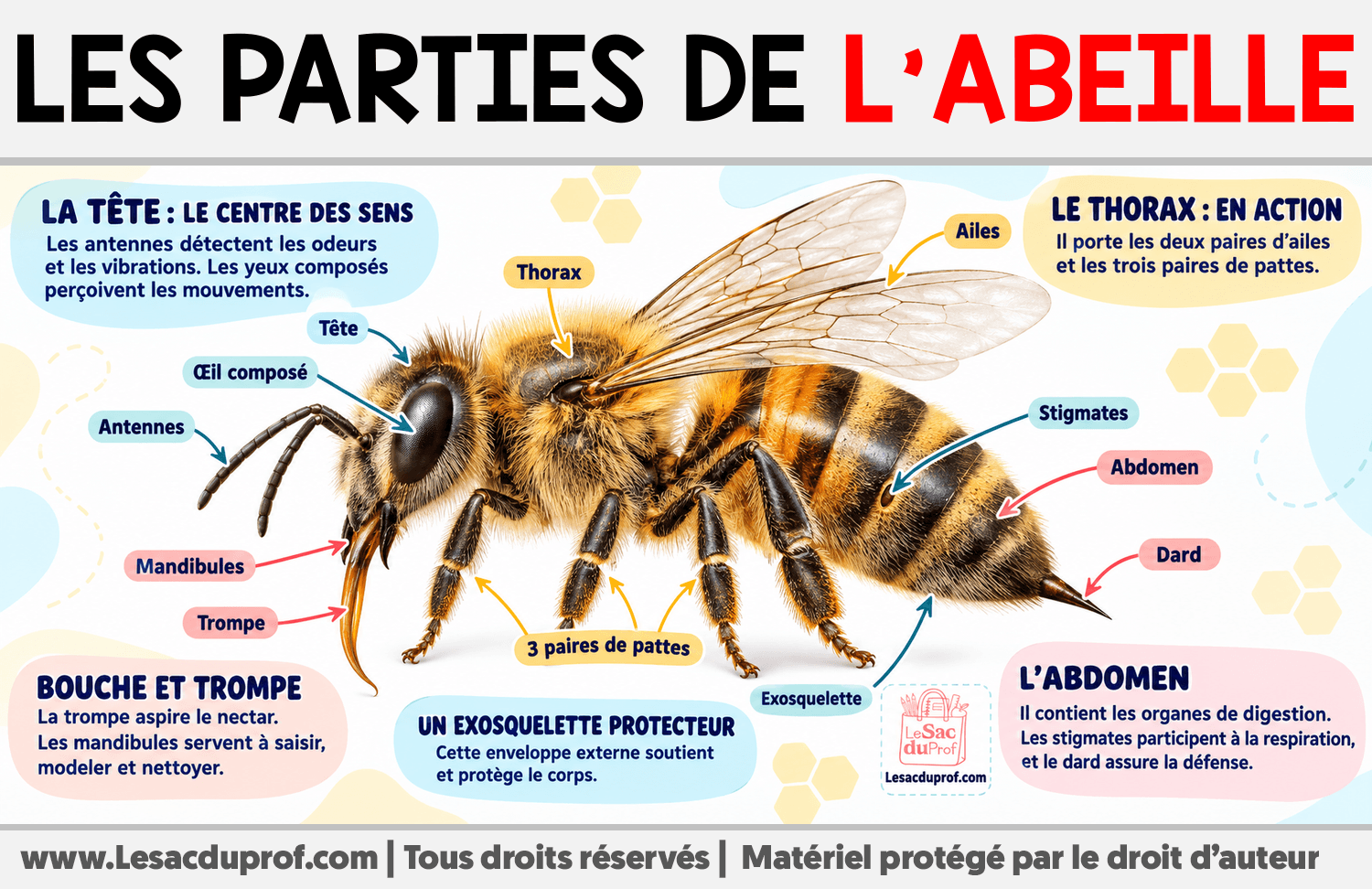 Les parties de l’abeille Infographie sur Les parties de l’abeille