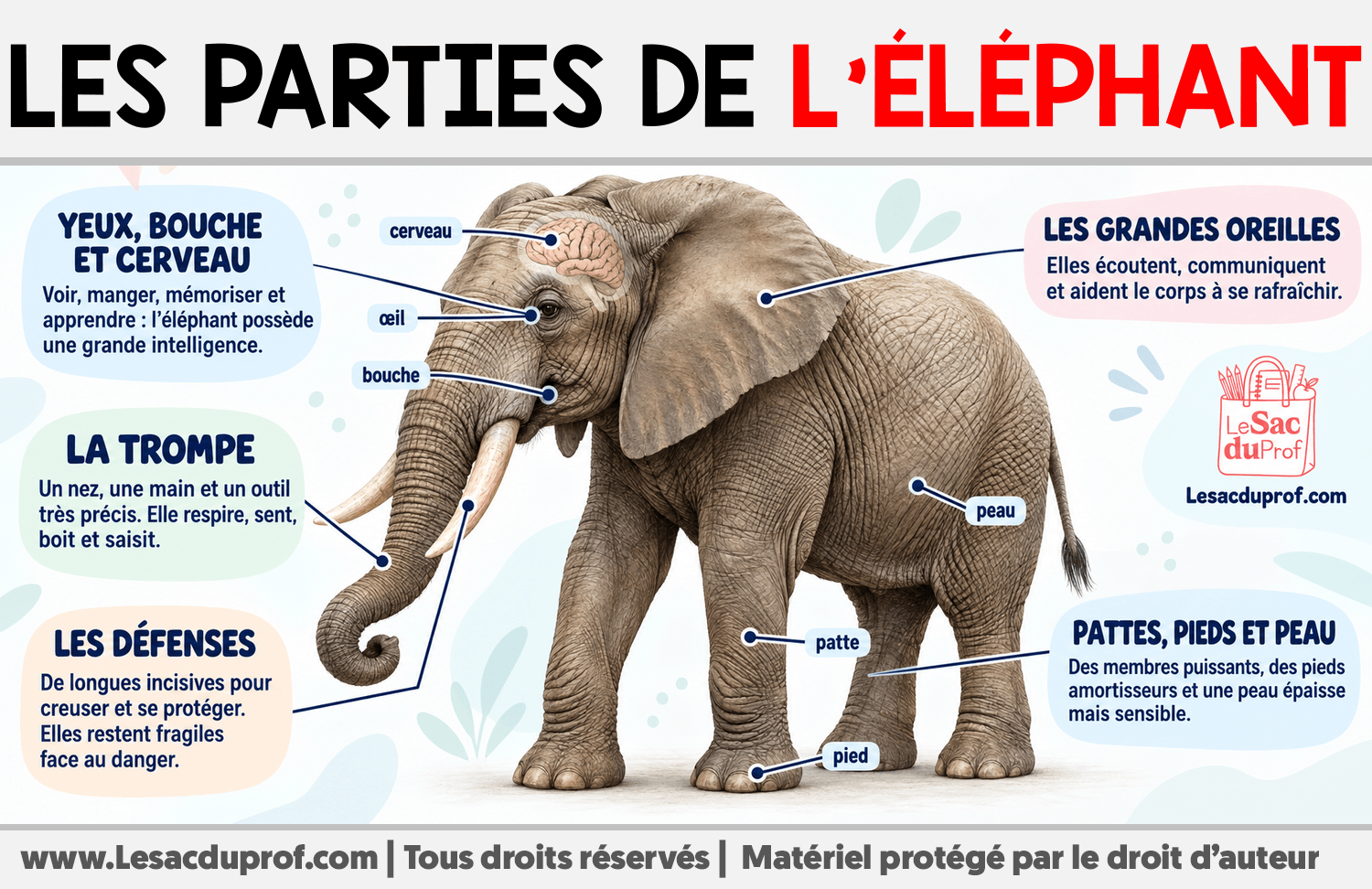 Les parties de l’éléphant Infographie sur Les parties de l’éléphant