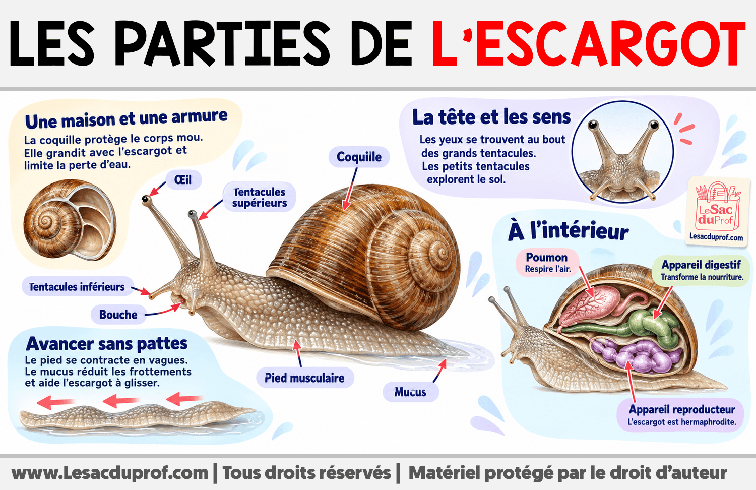 Les parties de l’escargot Infographie sur Les parties de l’escargot
