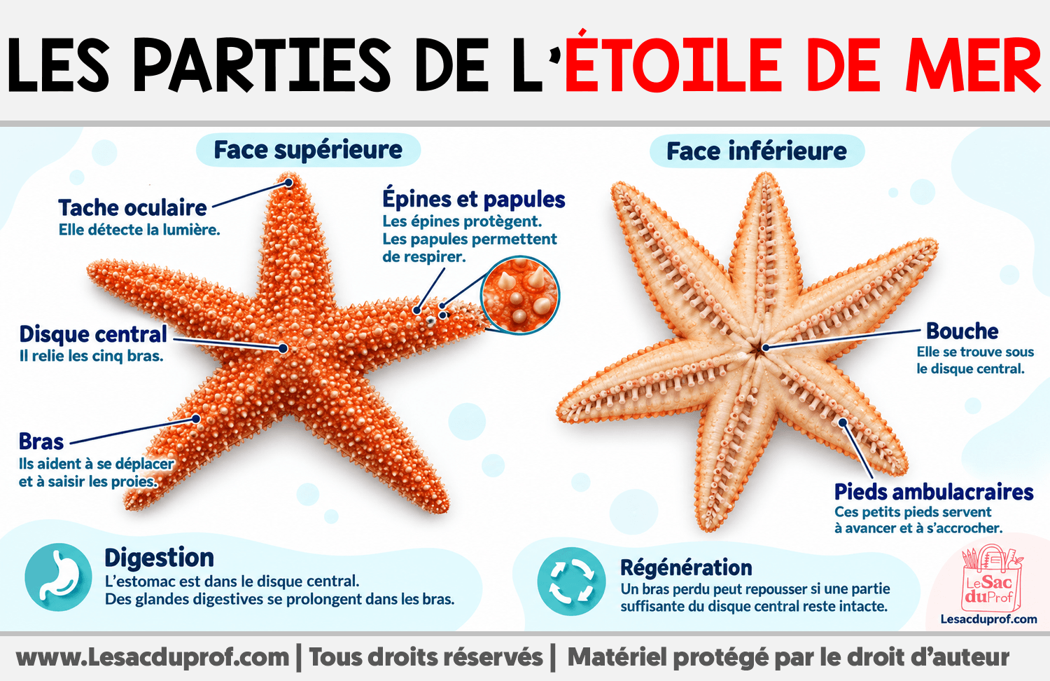 Les parties de l’étoile de mer Infographie sur Les parties de l’étoile de mer
