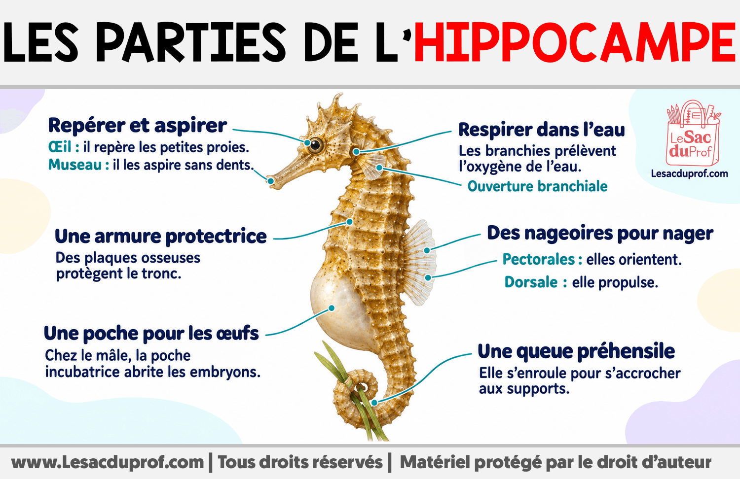 Les parties de l’hippocampe Infographie sur Les parties de l’hippocampe