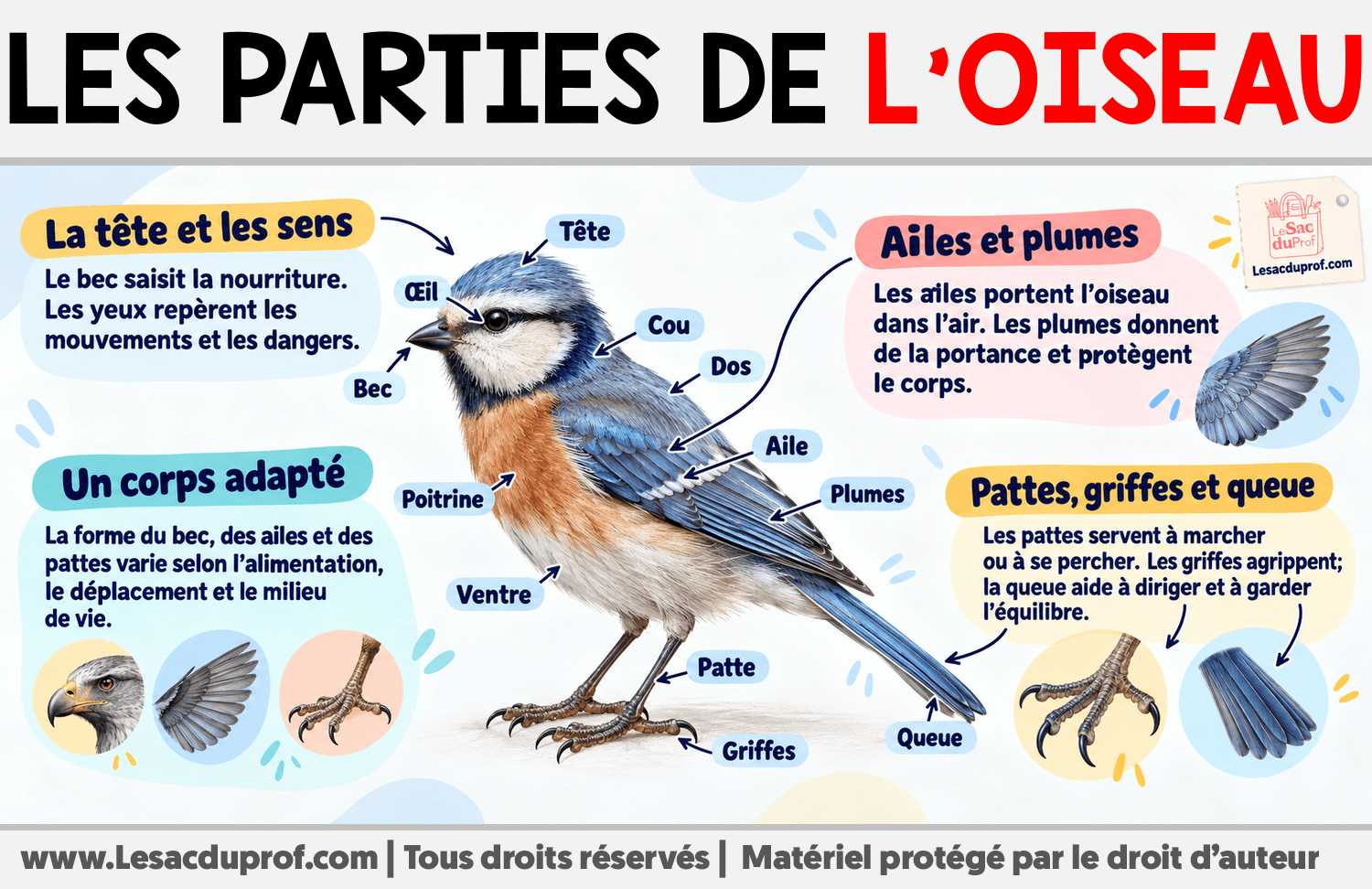Les parties de l’oiseau Infographie sur Les parties de l’oiseau