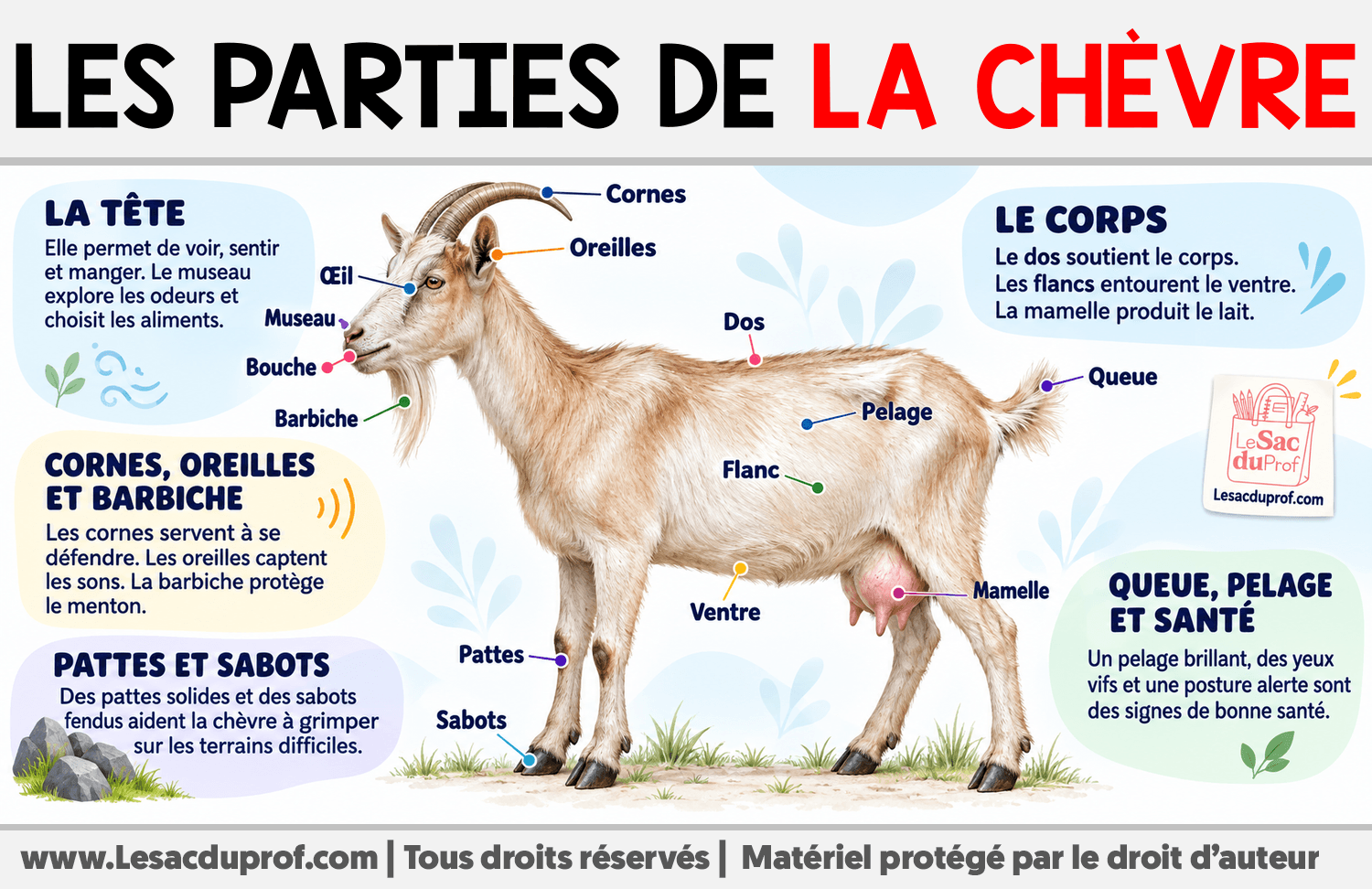 Les parties de la chèvre Infographie sur Les parties de la chèvre