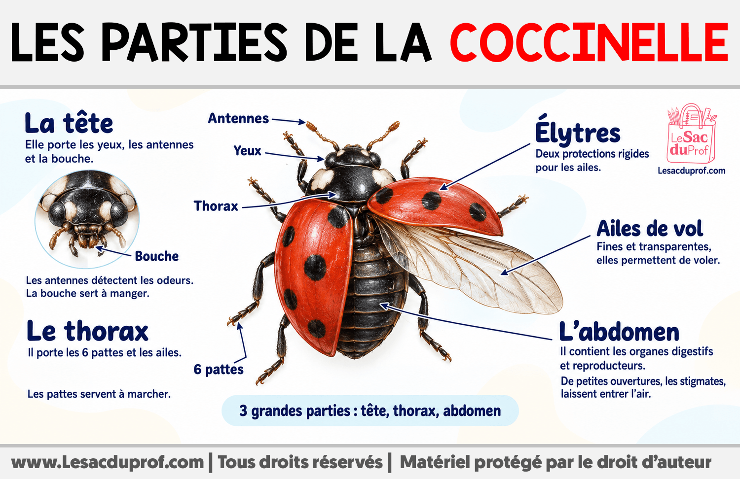 Les parties de la coccinelle Infographie sur Les parties de la coccinelle