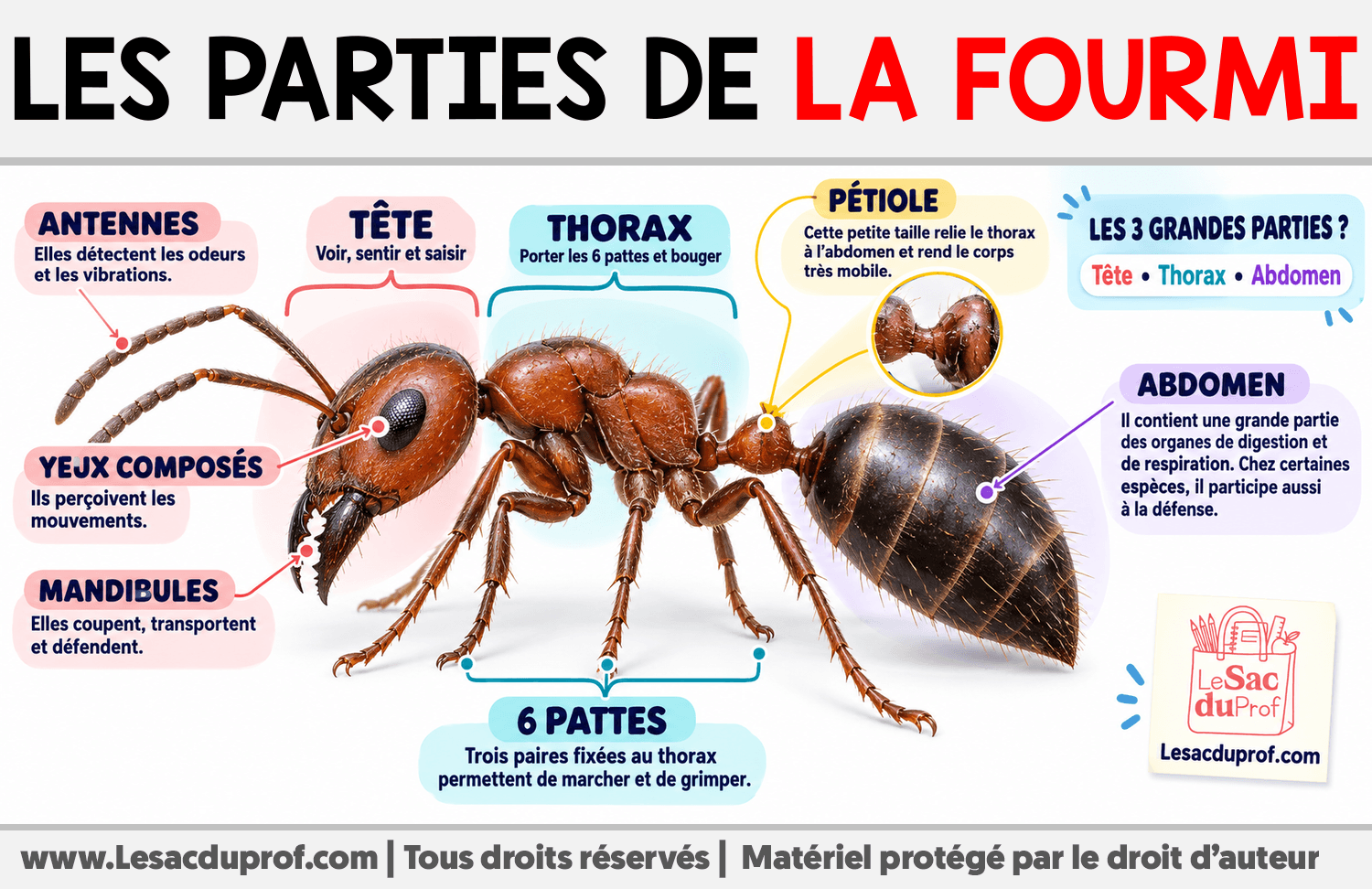 Les parties de la fourmi Infographie sur Les parties de la fourmi