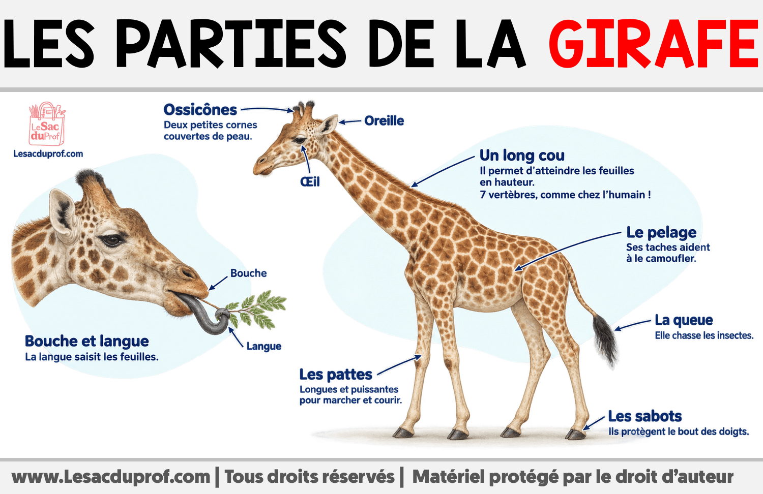 Les parties de la girafe Infographie sur Les parties de la girafe