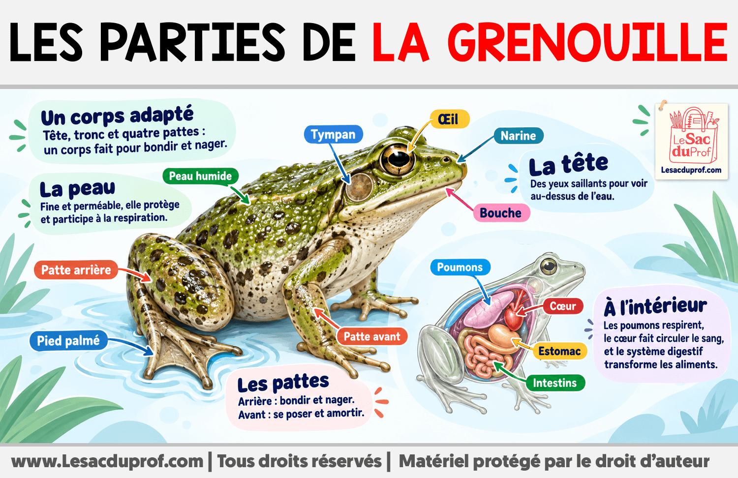 Les parties de la grenouille Infographie sur Les parties de la grenouille