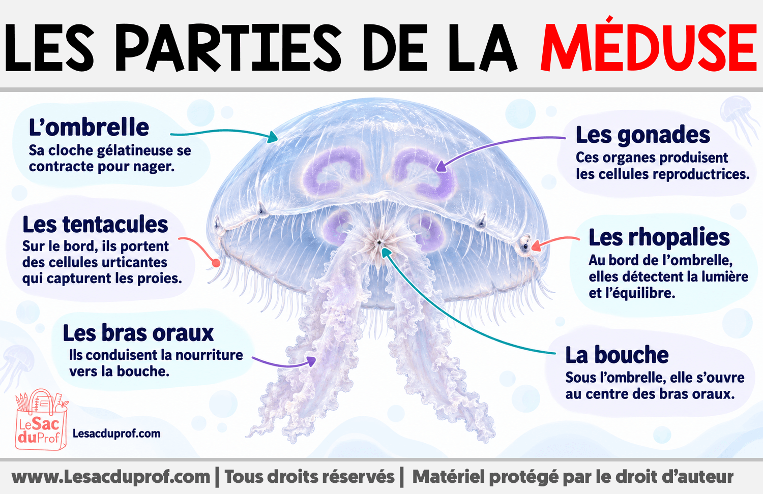 Les parties de la méduse Infographie sur Les parties de la méduse
