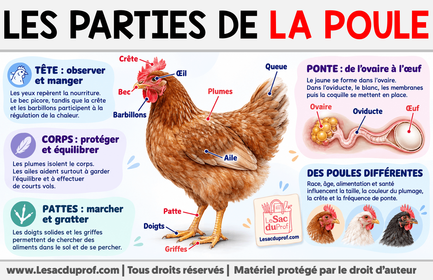 Les parties de la poule Infographie sur Les parties de la poule