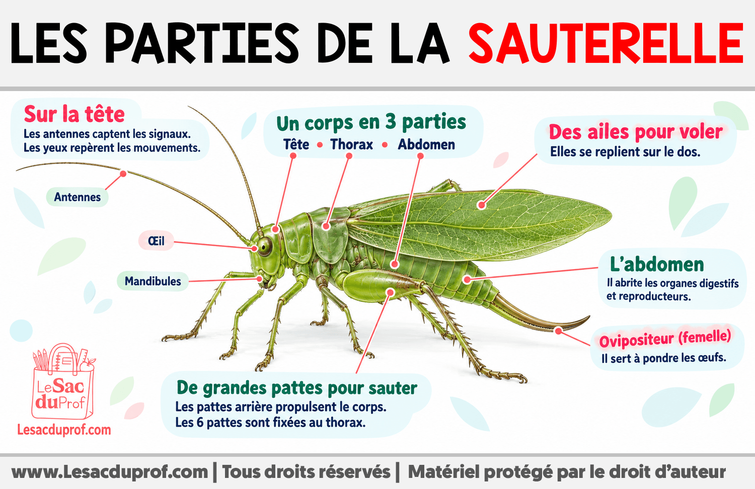 Les parties de la sauterelle Infographie sur Les parties de la sauterelle