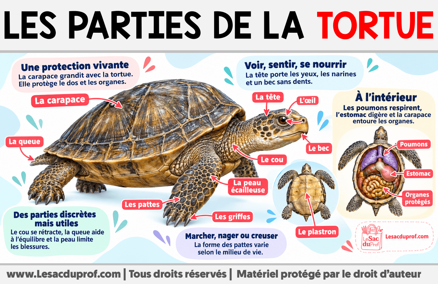 Les parties de la tortue Infographie sur Les parties de la tortue