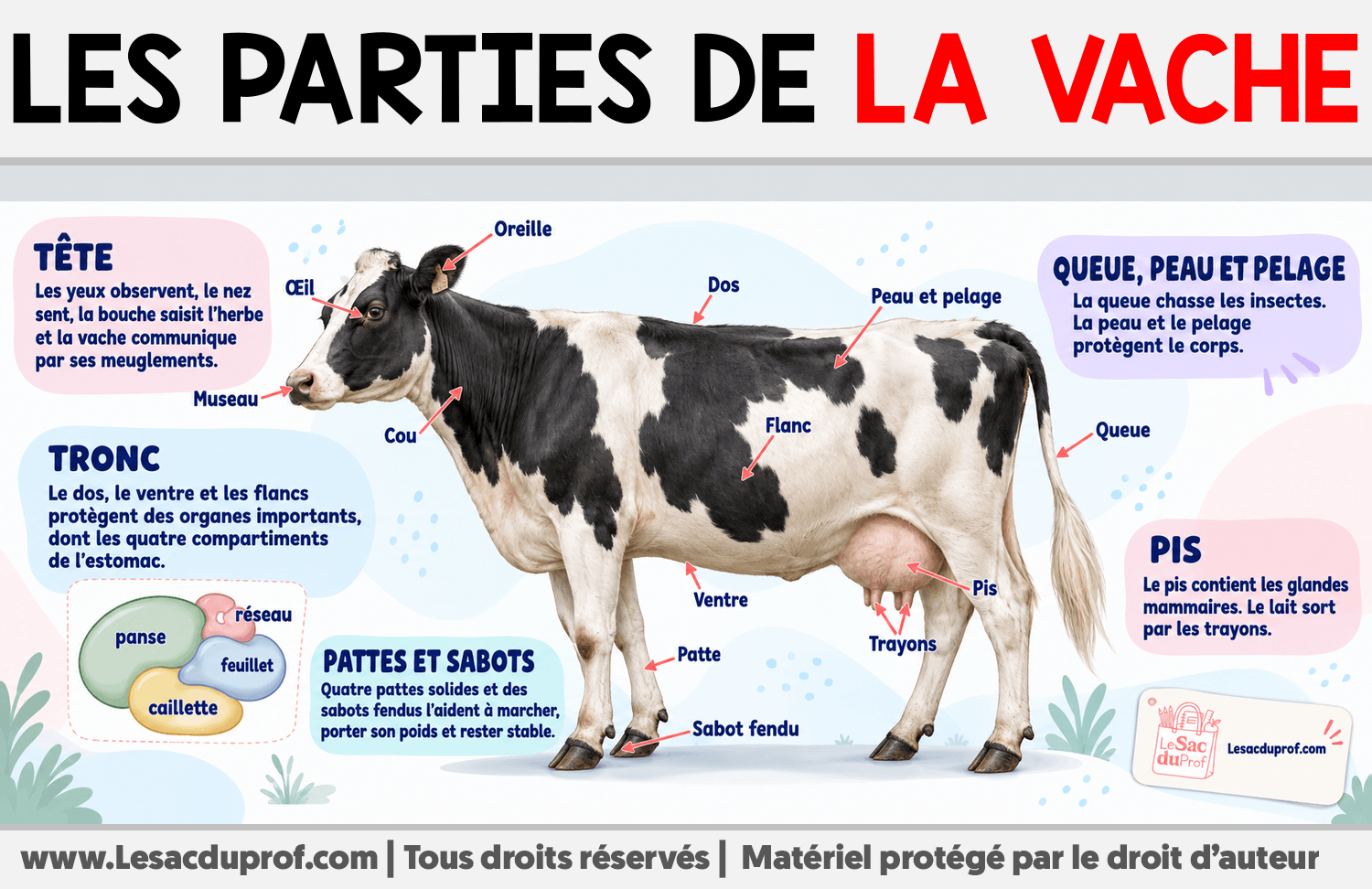 Les parties de la vache Infographie sur Les parties de la vache