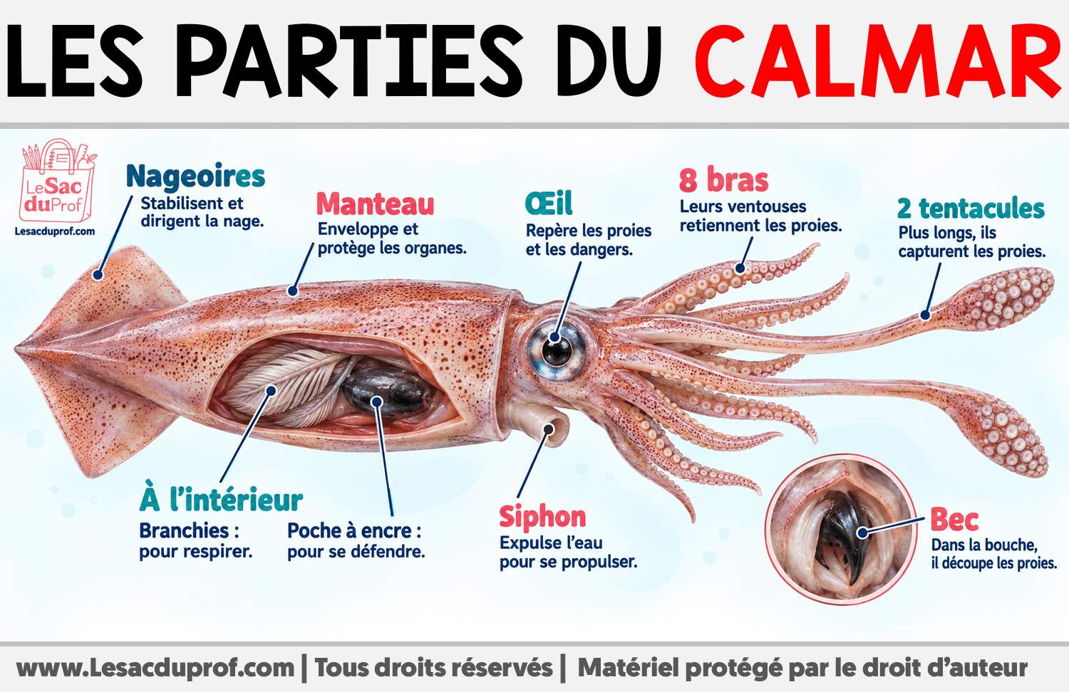 Les parties du calmar Infographie sur Les parties du calmar