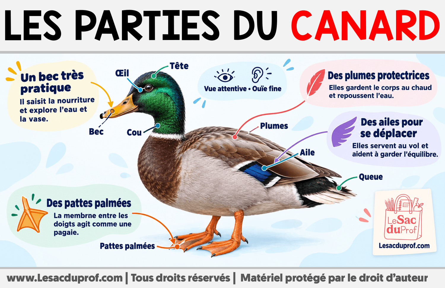 Les parties du canard Infographie sur Les parties du canard
