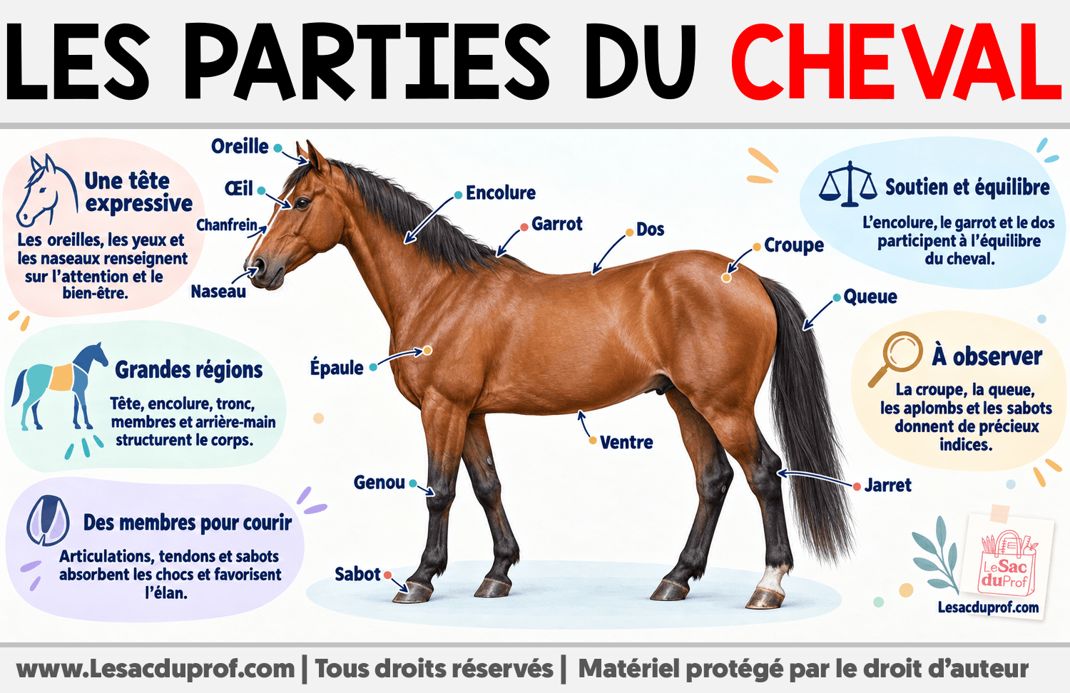 Les parties du cheval Infographie sur Les parties du cheval