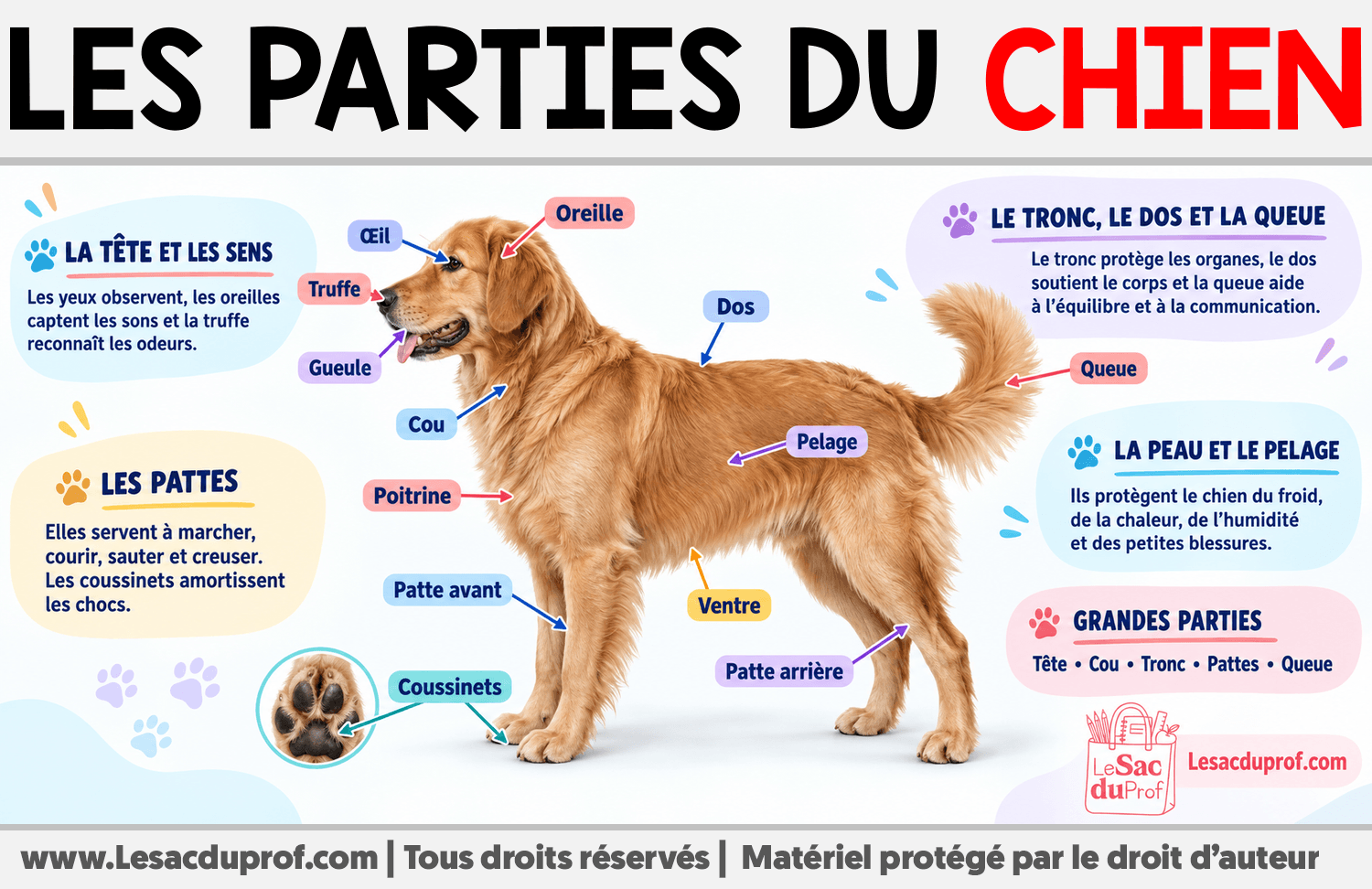 Les parties du chien Infographie sur Les parties du chien