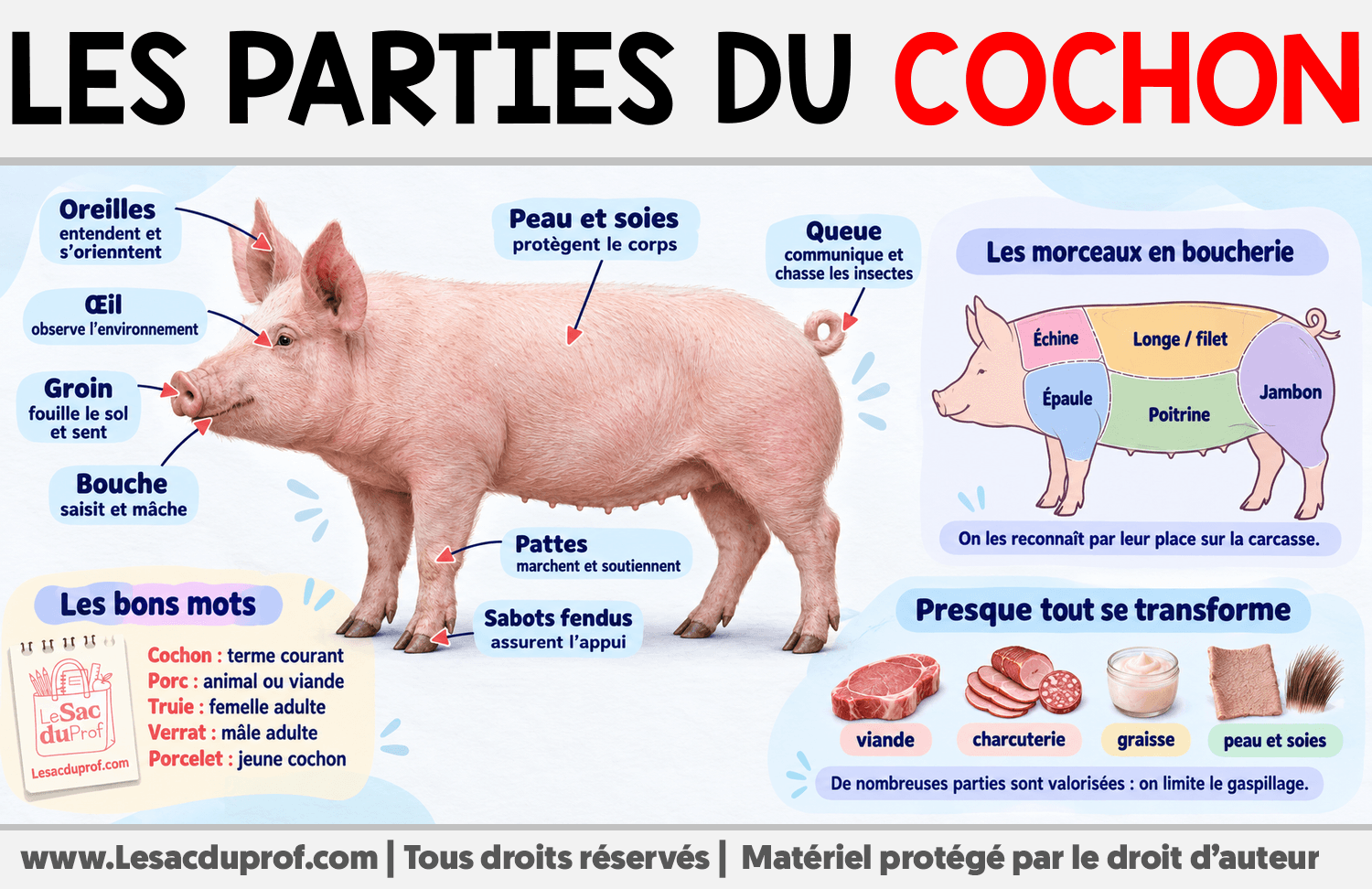 Les parties du cochon Infographie sur Les parties du cochon