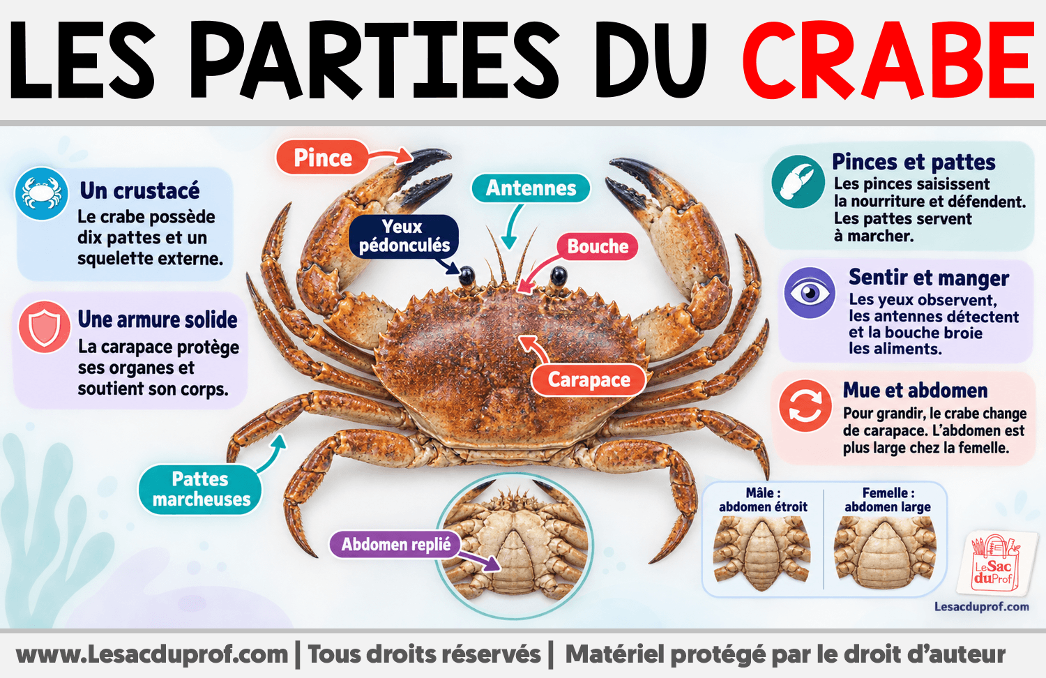 Les parties du crabe Infographie sur Les parties du crabe