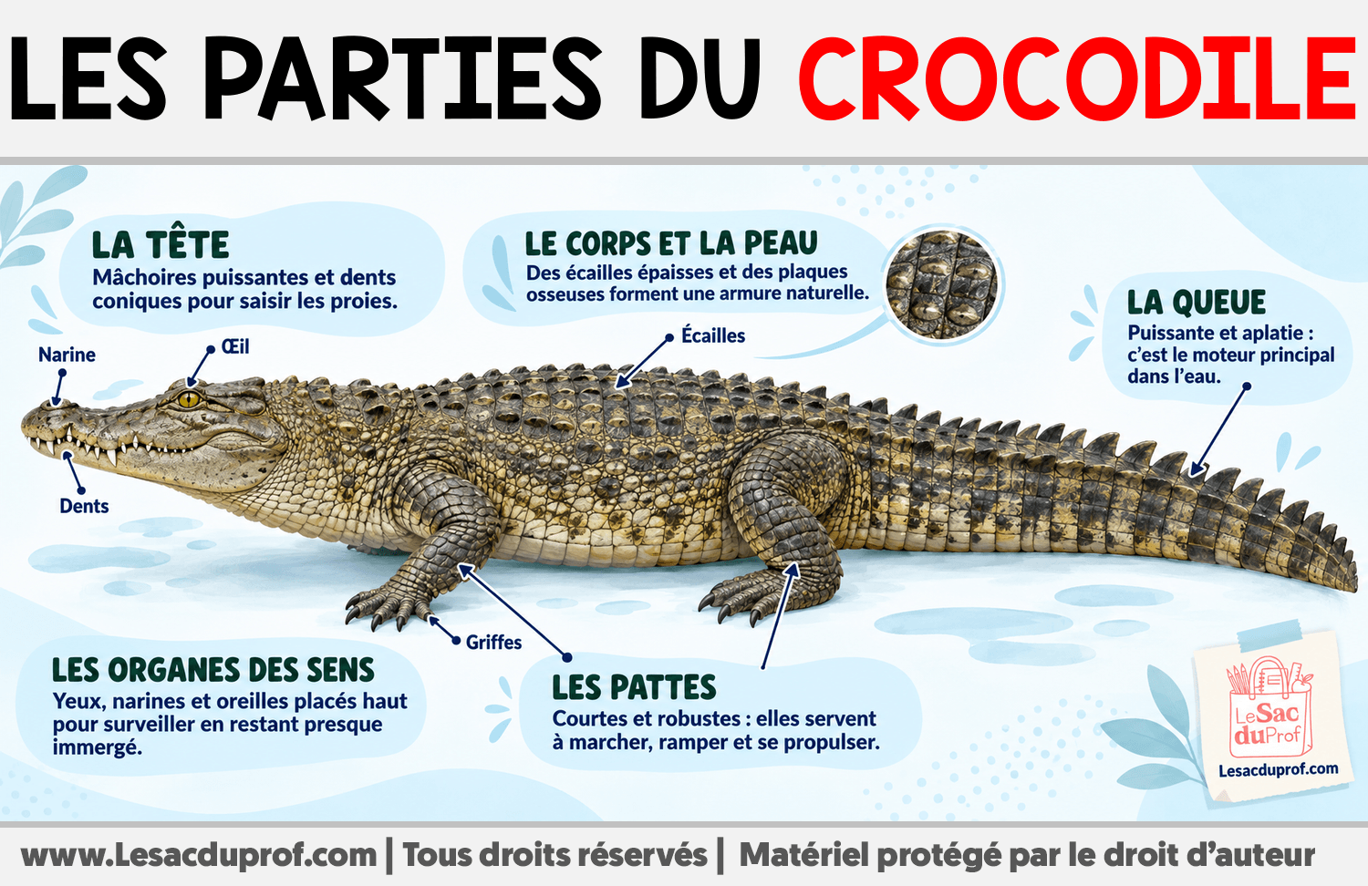 Les parties du crocodile Infographie sur Les parties du crocodile