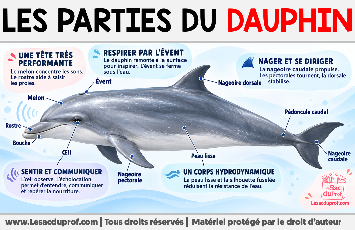 Les parties du dauphin Infographie sur Les parties du dauphin
