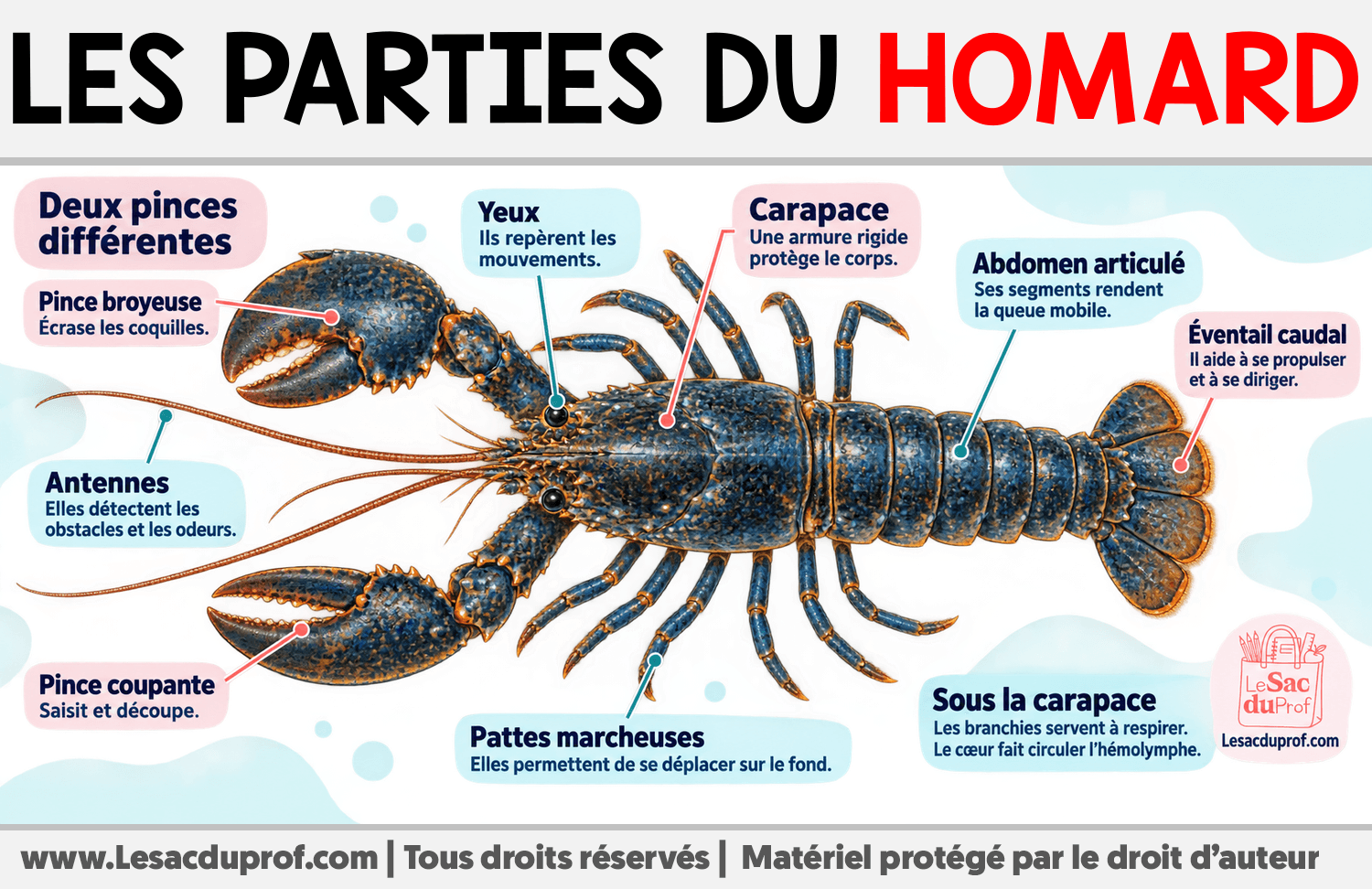 Infographie sur Les parties du homard