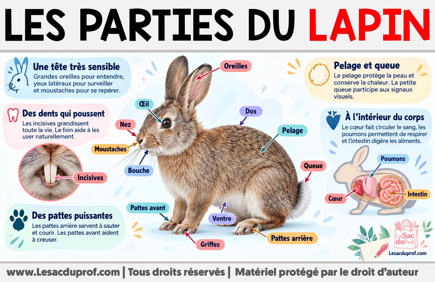 Les parties du lapin Infographie sur Les parties du lapin