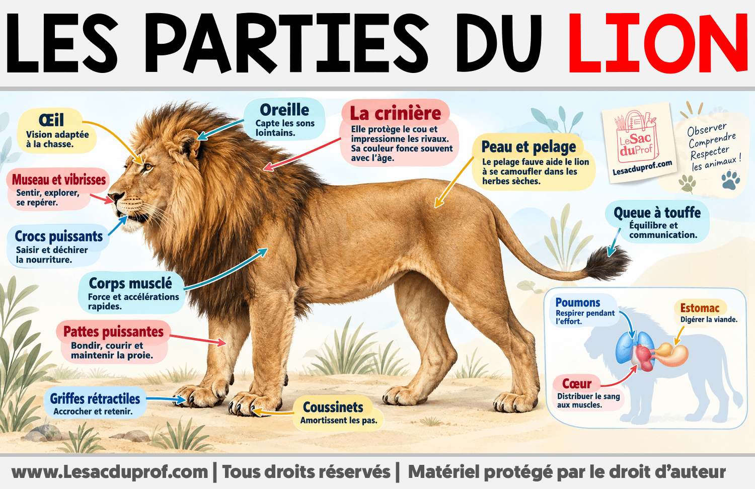 Les parties du lion Infographie sur Les parties du lion