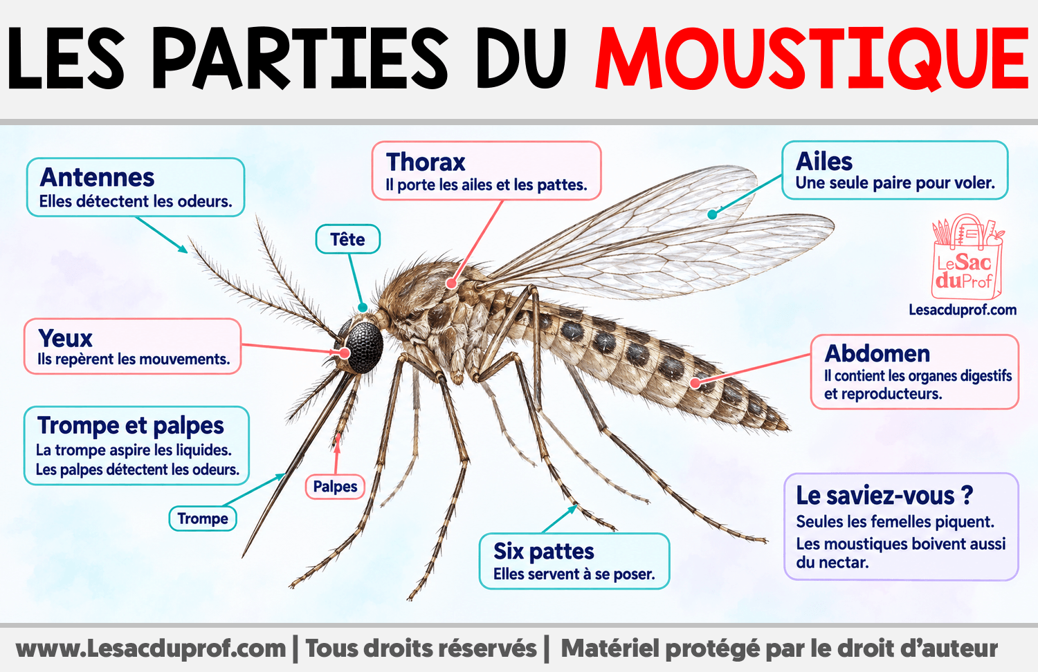 Les parties du moustique Infographie sur Les parties du moustique