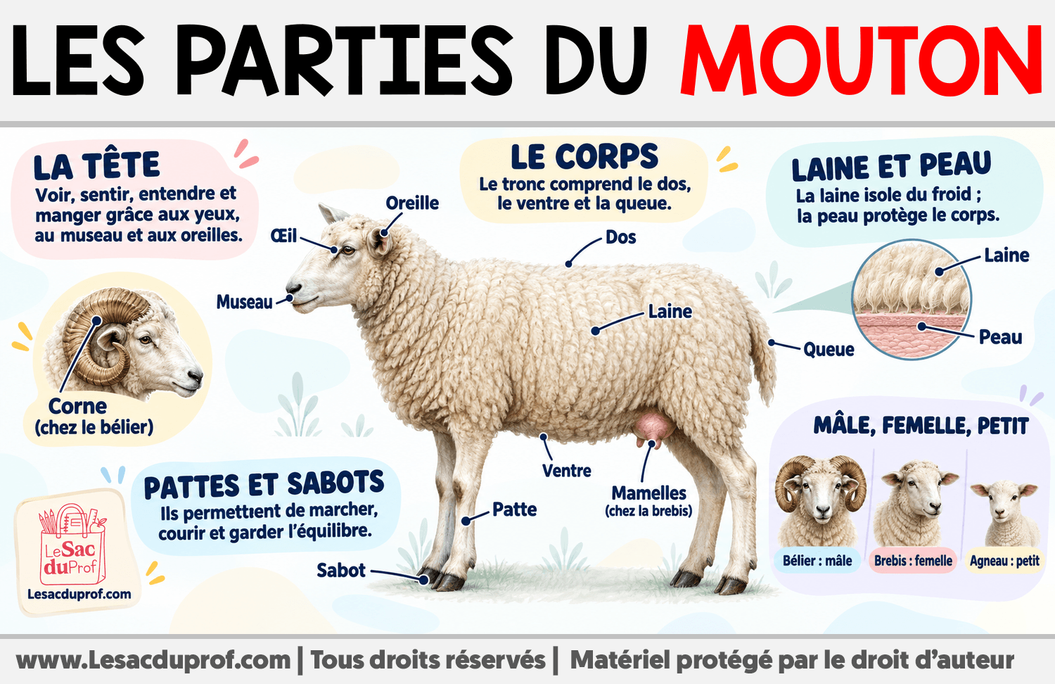 Les parties du mouton Infographie sur Les parties du mouton