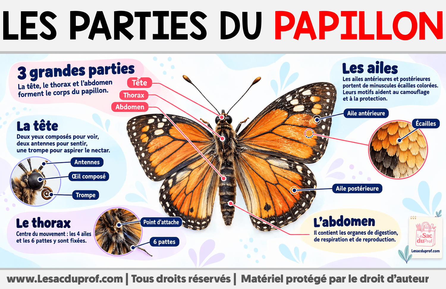 Les parties du papillon Infographie sur Les parties du papillon