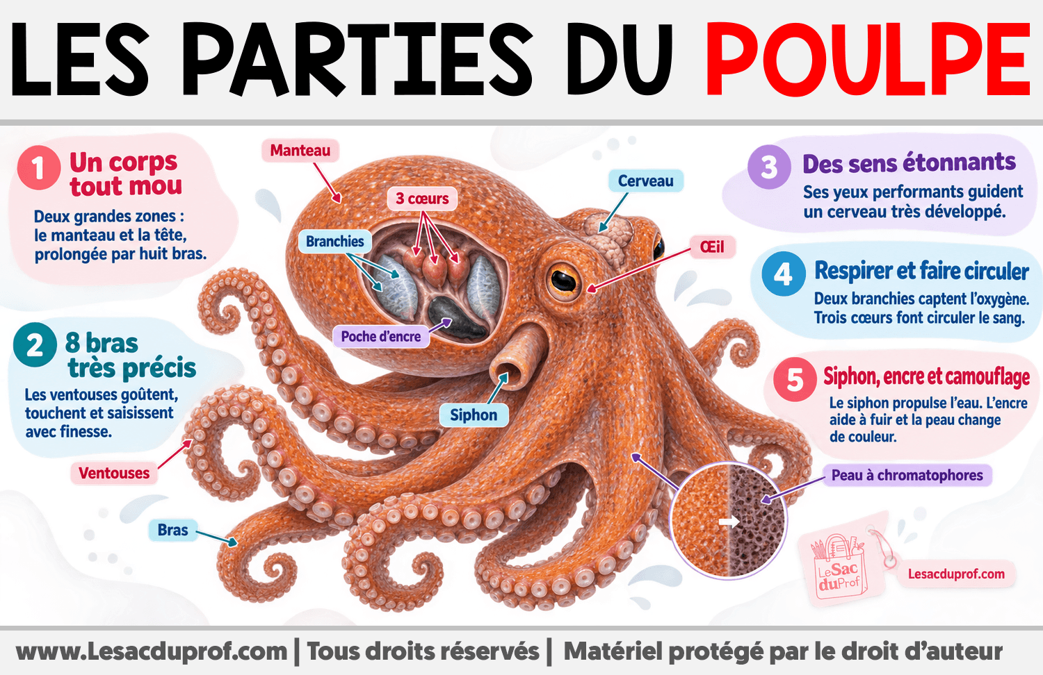 Les parties du poulpe Infographie sur Les parties du poulpe