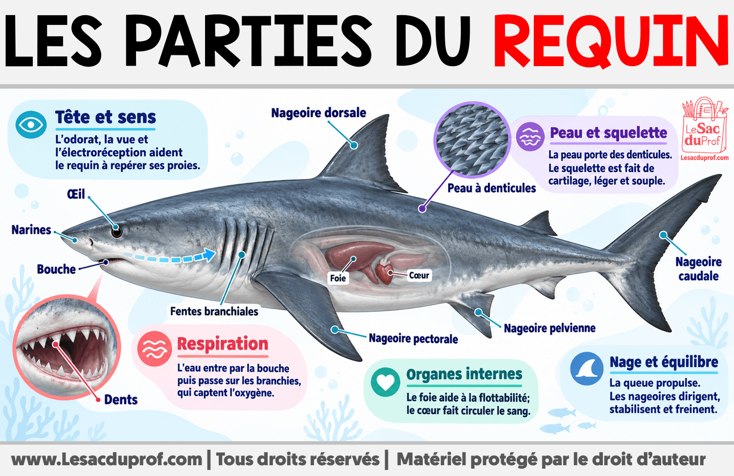 Les parties du requin Infographie sur Les parties du requin