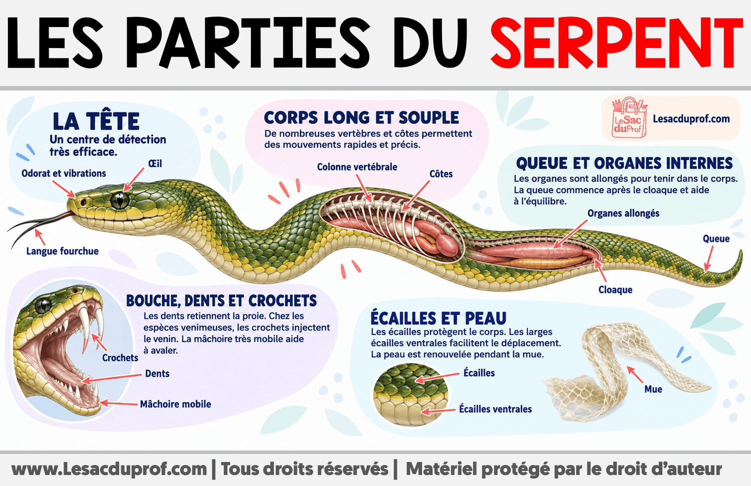 Les parties du serpent Infographie sur Les parties du serpent