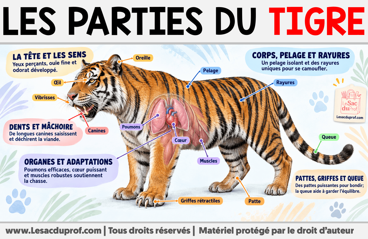 Les parties du tigre Infographie sur Les parties du tigre