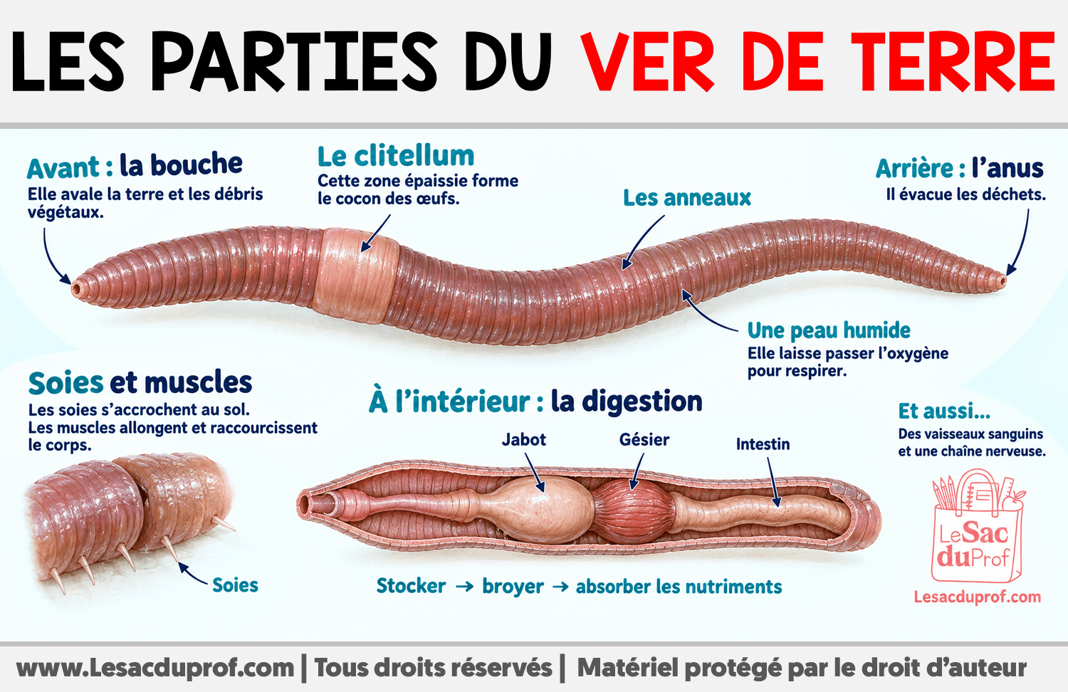 Les parties du ver de terre Infographie sur Les parties du ver de terre