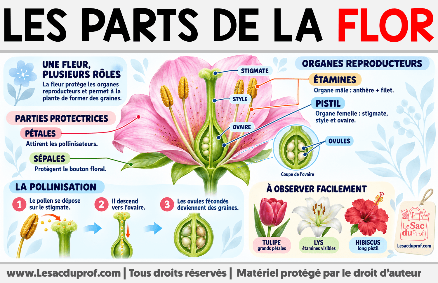 Les Parts de la Flor Infographie sur Les Parts de la Flor
