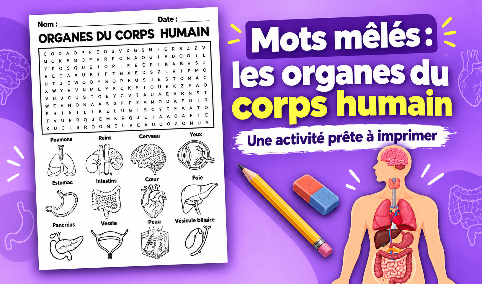Mots mêlés sur les Organes du Corps Humain en français | Une activité prête à imprimer Ressource educative TPT - Mots mêlés sur les Organes du Corps Humain en français | Une activité prête à imprimer