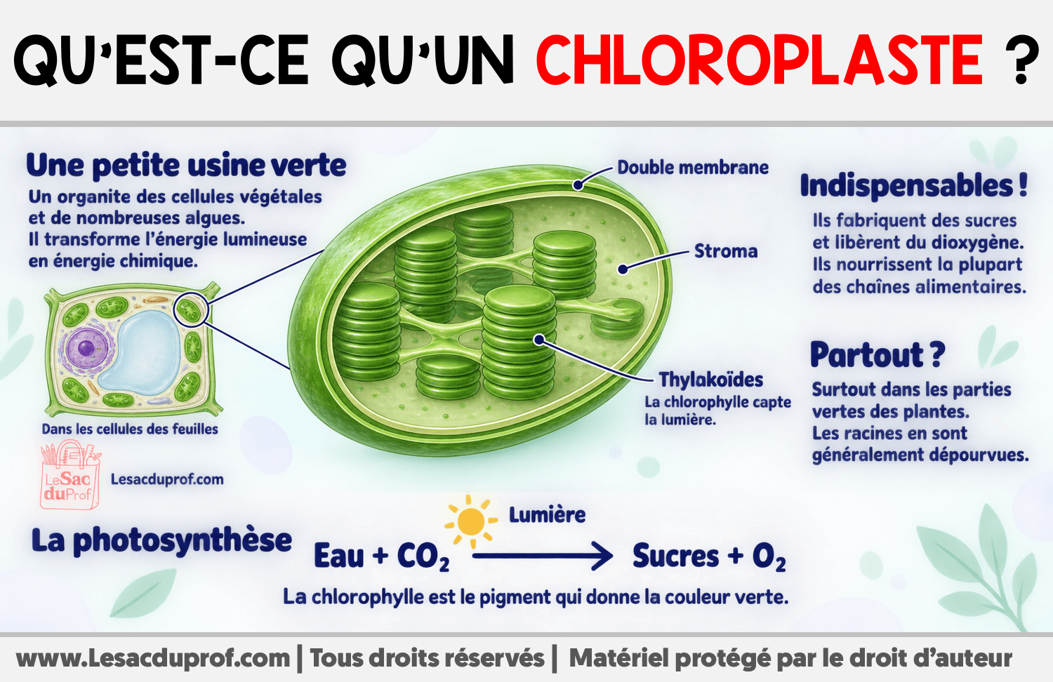 Qu’est-ce qu’un chloroplaste ? Infographie sur Qu’est-ce qu’un chloroplaste ?