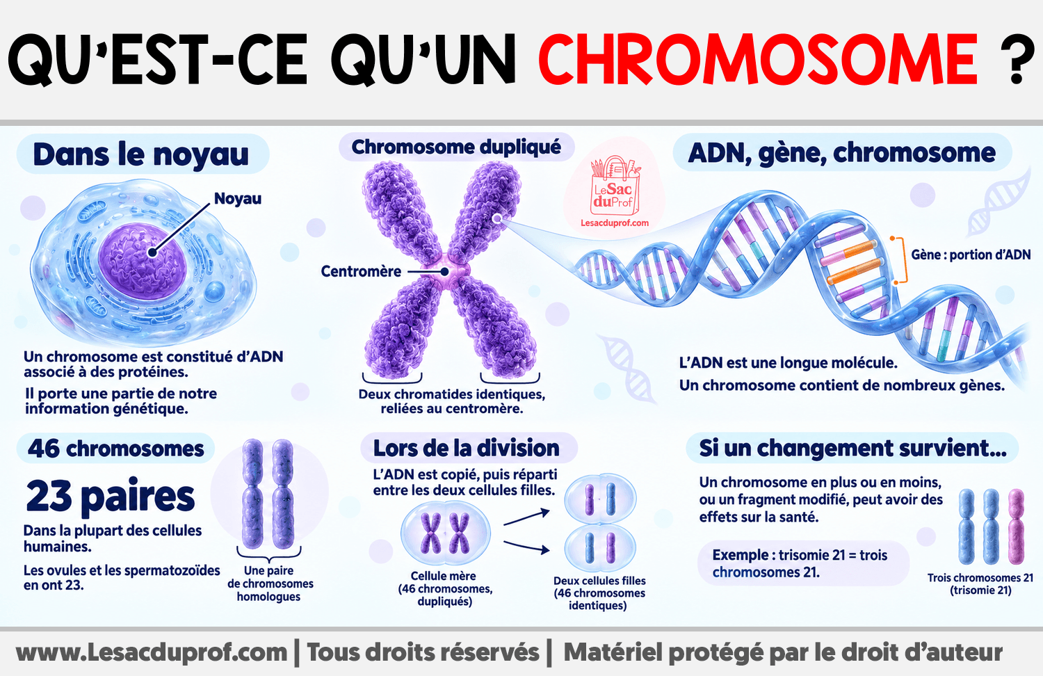 Qu’est-ce qu’un chromosome ? Infographie sur Qu’est-ce qu’un chromosome ?