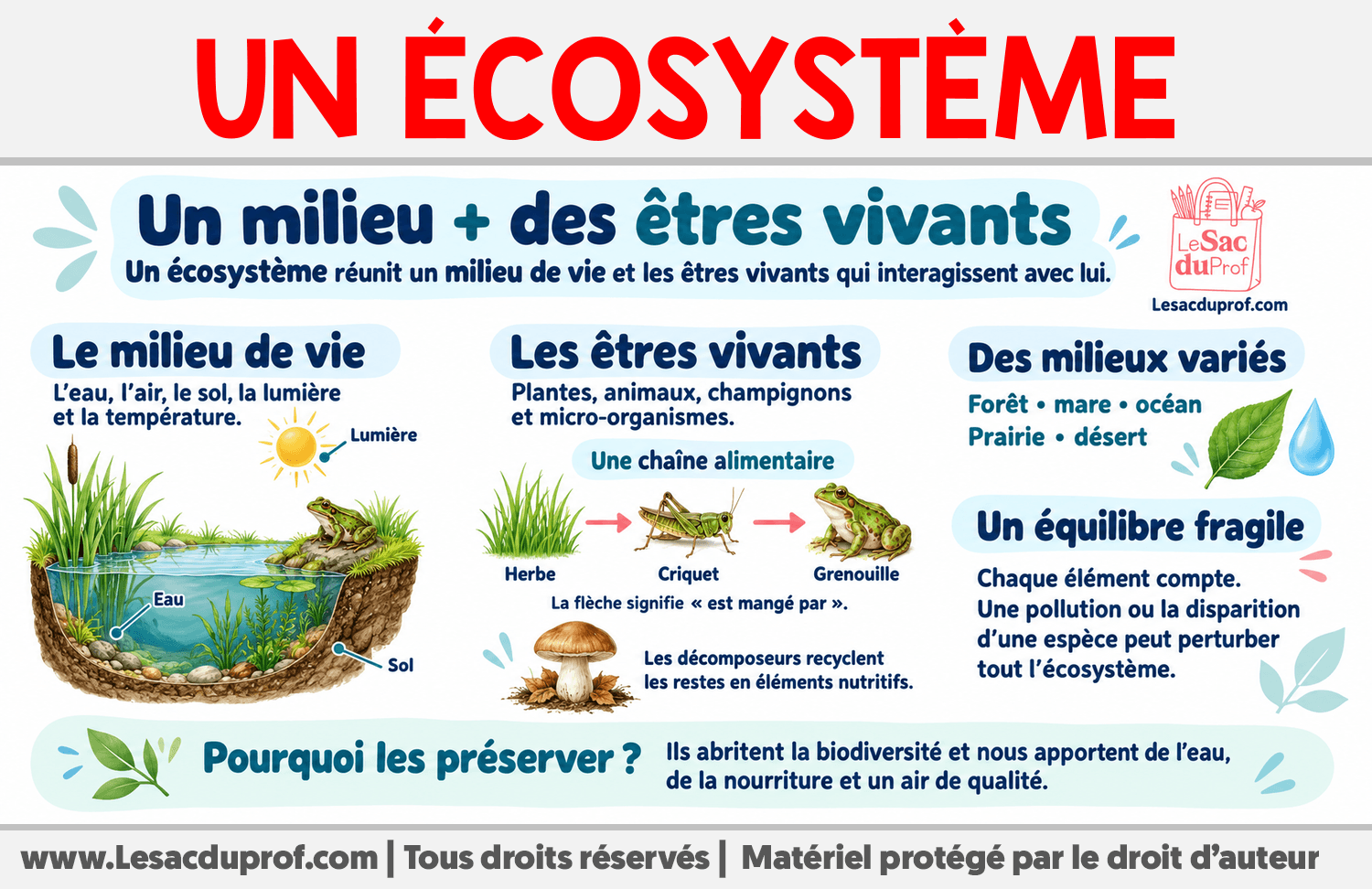 Qu’est-ce qu’un écosystème ? Infographie sur Qu’est-ce qu’un écosystème ?
