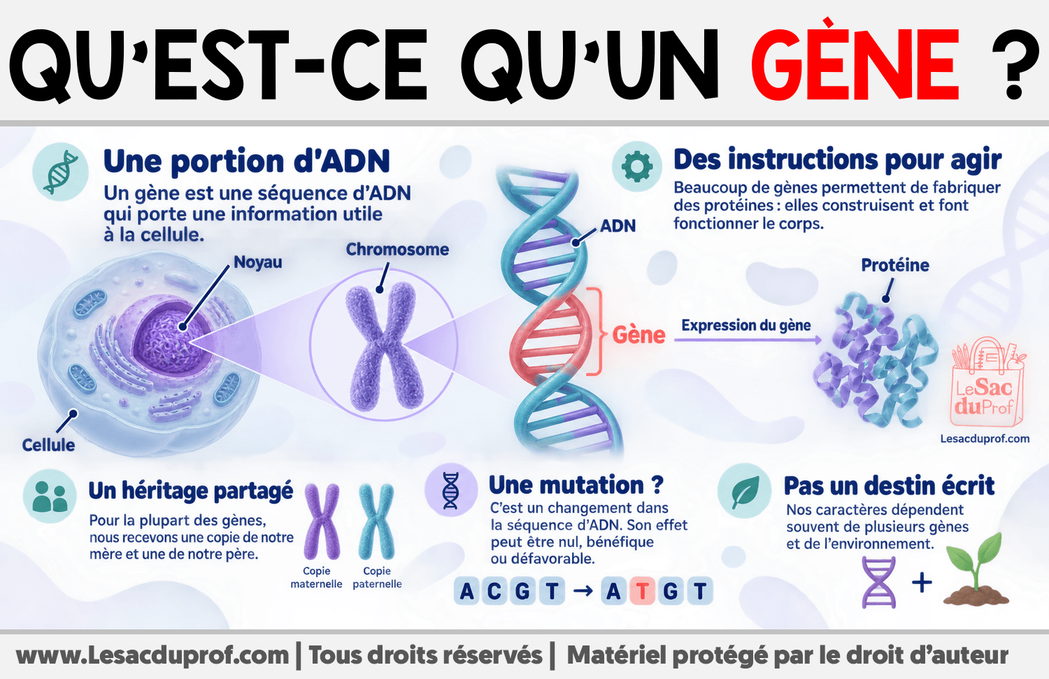 Infographie sur Qu’est-ce qu’un gène ?