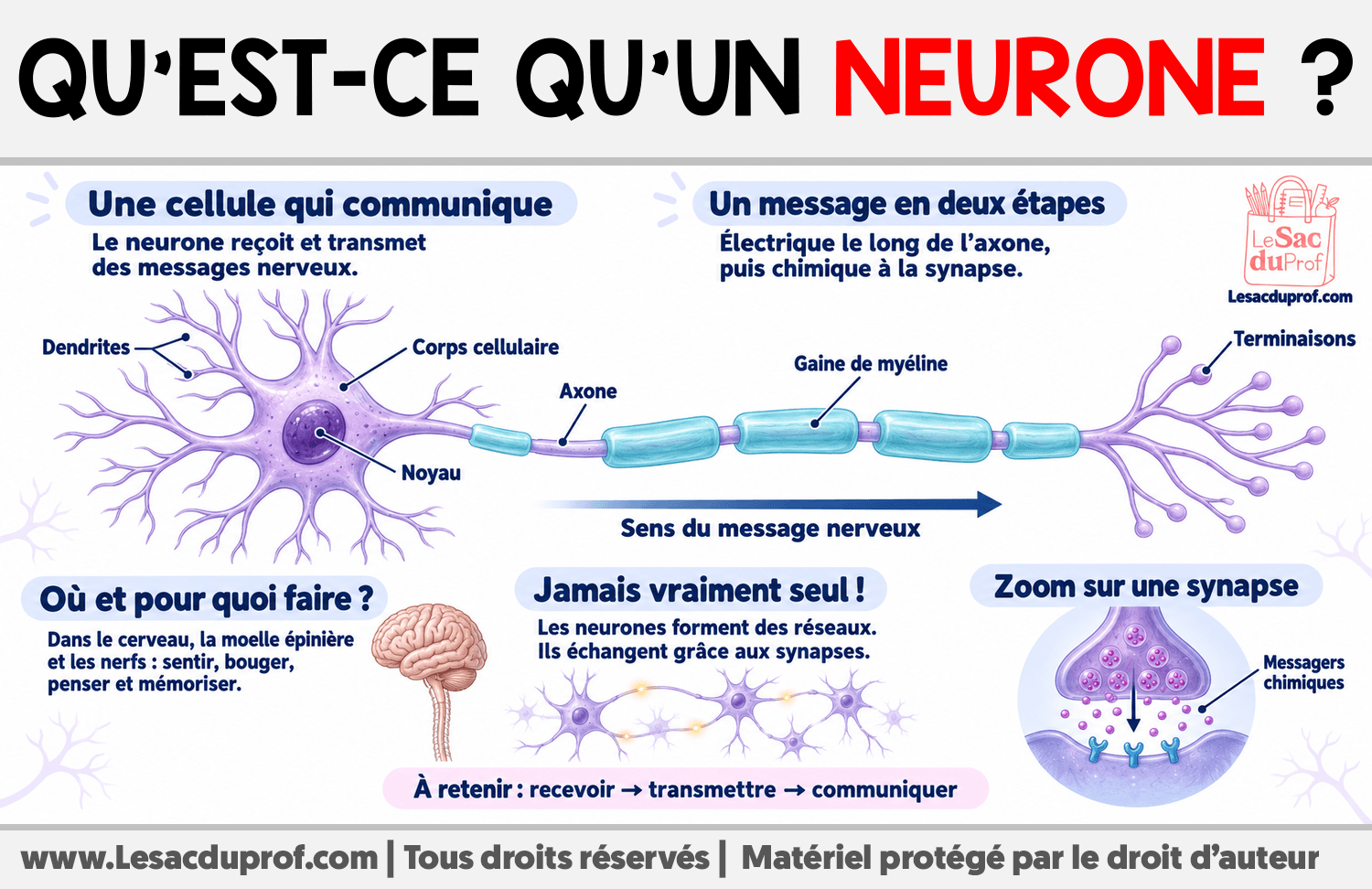 Infographie sur Qu’est-ce qu’un neurone ?