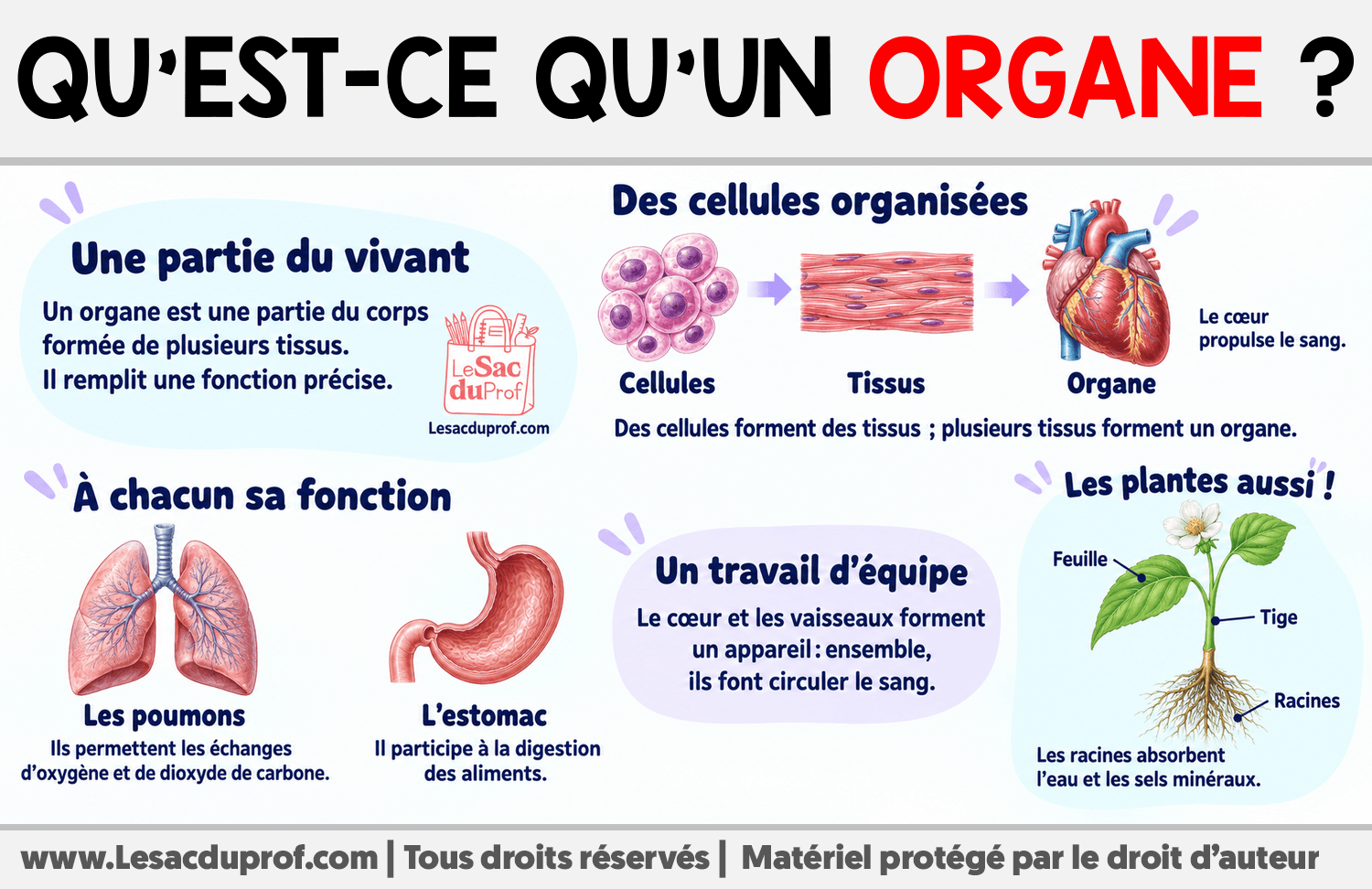 Qu’est-ce qu’un organe ? Infographie sur Qu’est-ce qu’un organe ?