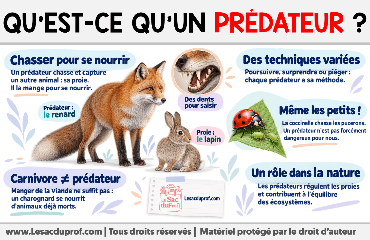 Qu’est-ce qu’un prédateur ? Infographie sur Qu’est-ce qu’un prédateur ?
