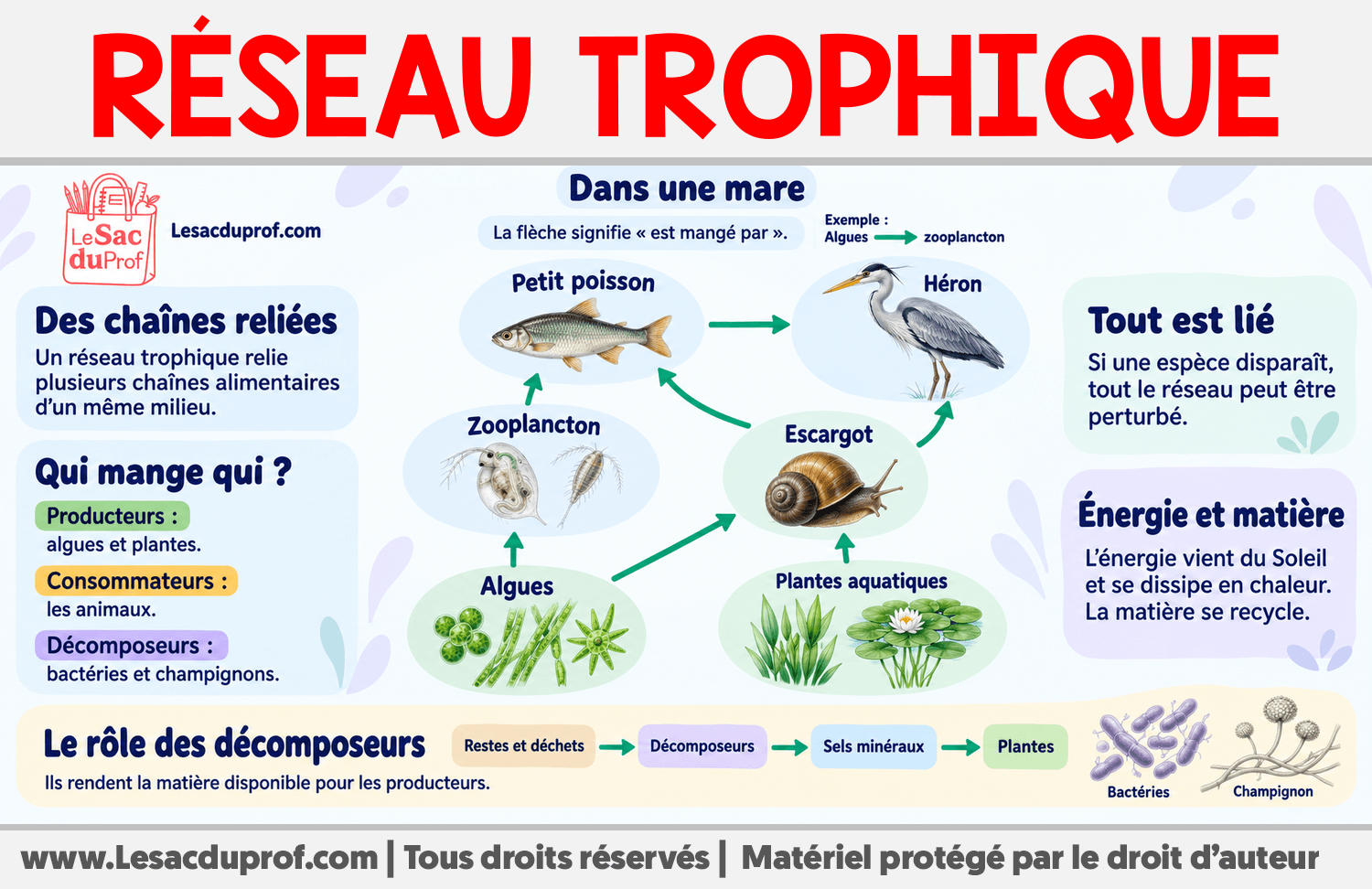 Qu’est-ce qu’un réseau trophique ? Infographie sur Qu’est-ce qu’un réseau trophique ?
