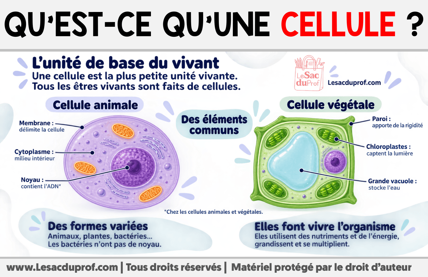 Qu’est-ce qu’une cellule ? Infographie sur Qu’est-ce qu’une cellule ?