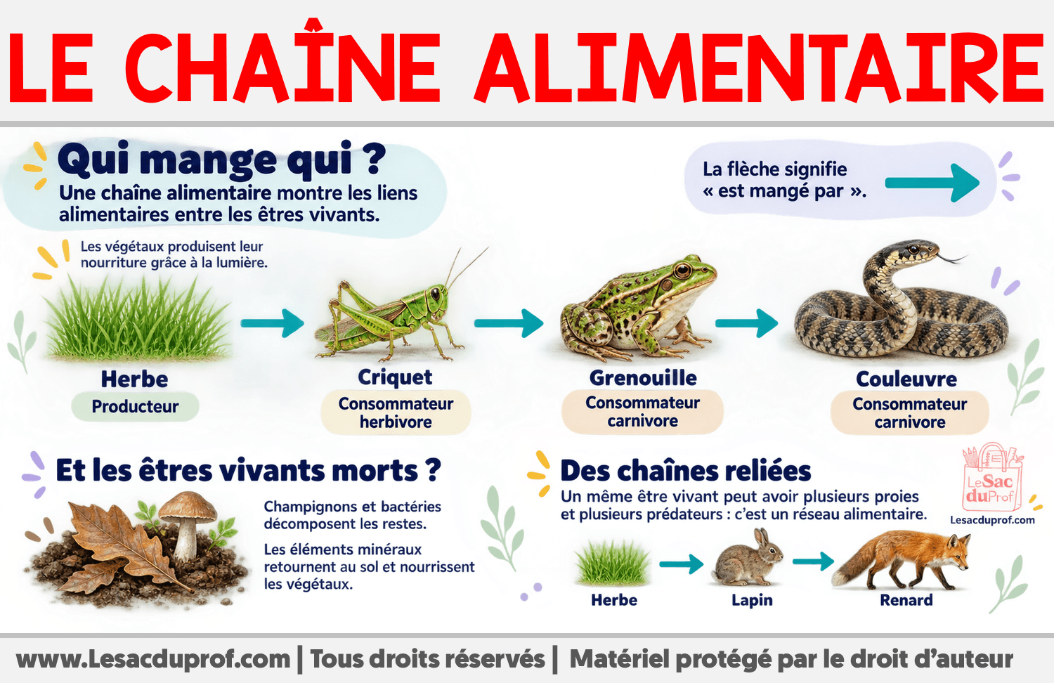 Qu’est-ce qu’une chaîne alimentaire ? Infographie sur Qu’est-ce qu’une chaîne alimentaire ?