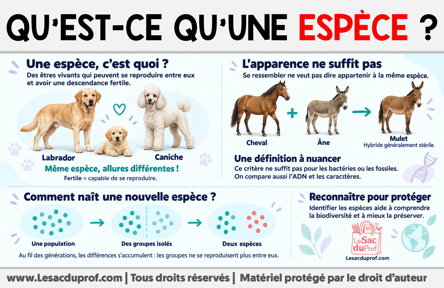 Qu’est-ce qu’une espèce ? Infographie sur Qu’est-ce qu’une espèce ?