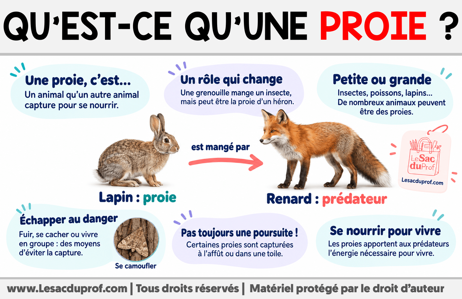 Qu’est-ce qu’une proie ? Infographie sur Qu’est-ce qu’une proie ?
