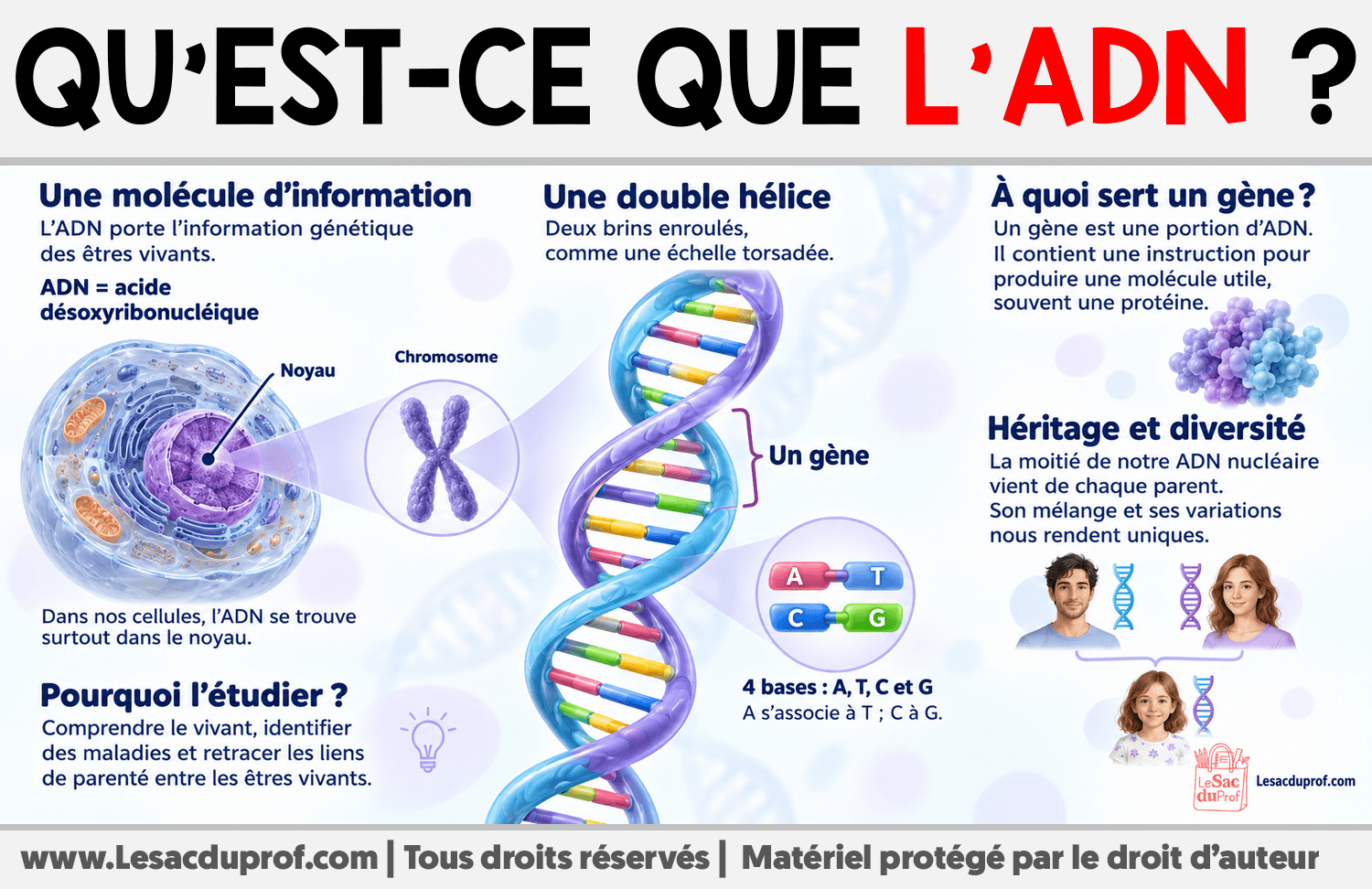 Qu’est-ce que l’ADN ? Infographie sur Qu’est-ce que l’ADN ?